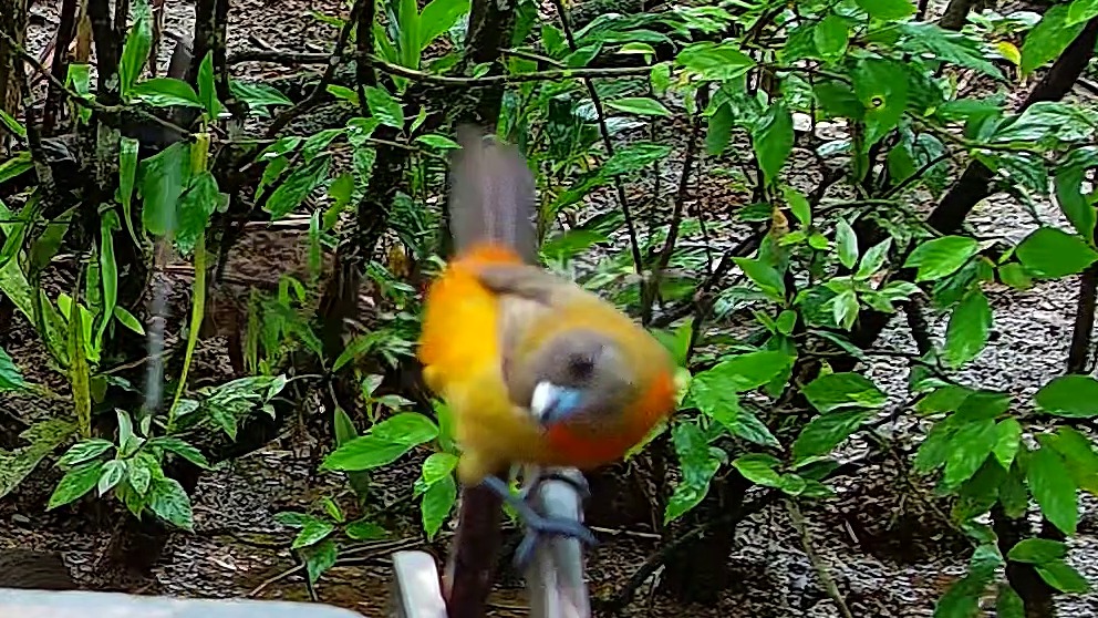 Wildlife recorded at Krmítko