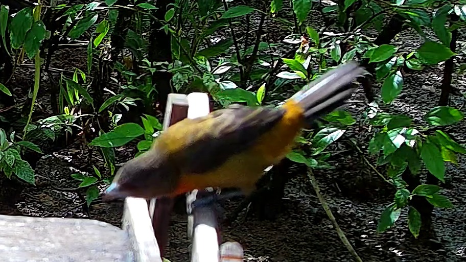 Wildlife recorded at Krmítko