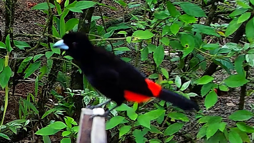 Wildlife recorded at Krmítko