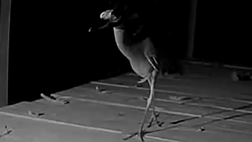 Wildlife recorded at Sabalo_2-4