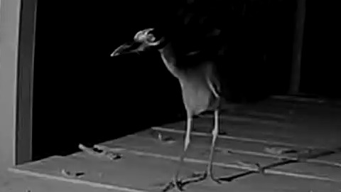 Wildlife recorded at Sabalo_2-4